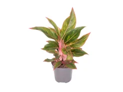 GROW by OBI Kolbenfaden in Sorten Grün-Rot Höhe 30-35 cm Topf Ø 12 cm Aglaonema* Weitere Regale