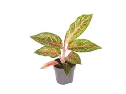 GROW by OBI Kolbenfaden in Sorten Grün-Rot Höhe 30-35 cm Topf Ø 12 cm Aglaonema* Weitere Regale