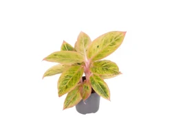 GROW by OBI Kolbenfaden in Sorten Grün-Rot Höhe 30-35 cm Topf Ø 12 cm Aglaonema* Weitere Regale