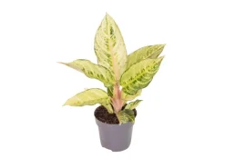 GROW by OBI Kolbenfaden in Sorten Grün-Rot Höhe 30-35 cm Topf Ø 12 cm Aglaonema* Weitere Regale