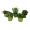 GROW by OBI Kräutermischung "Italienische Kräuter" Topf-Ø ca. 14 cm* Weitere Regale