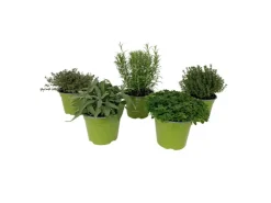 GROW by OBI Kräutermischung "Italienische Kräuter" Topf-Ø ca. 14 cm* Weitere Regale