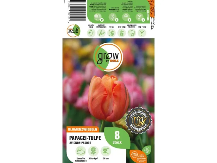 GROW by OBI Papagei-Tulpe Avignon Parrot Rot 8 Stück Tulipa parrot* Vasen