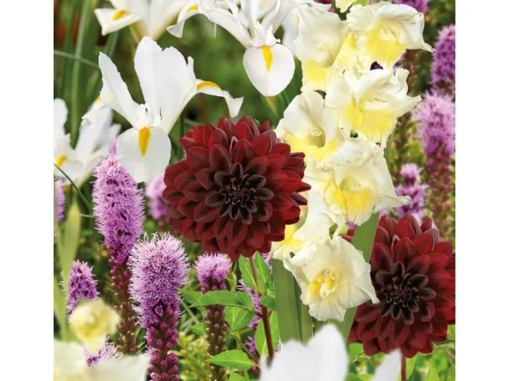GROW by OBI Schnittblumen-Kollektion Höhe ca. 50 cm - 100 cm
