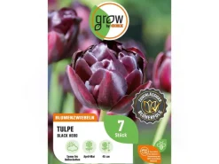 GROW by OBI Tulpe Black Hero Lila 7 Stück Tulipa double late Black Hero* Vasen