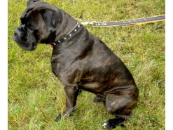 Heim Hunde-Vorführleine Stern Breite 18 mm Länge 200 cm Schwarz-Natur* Hundebedarf