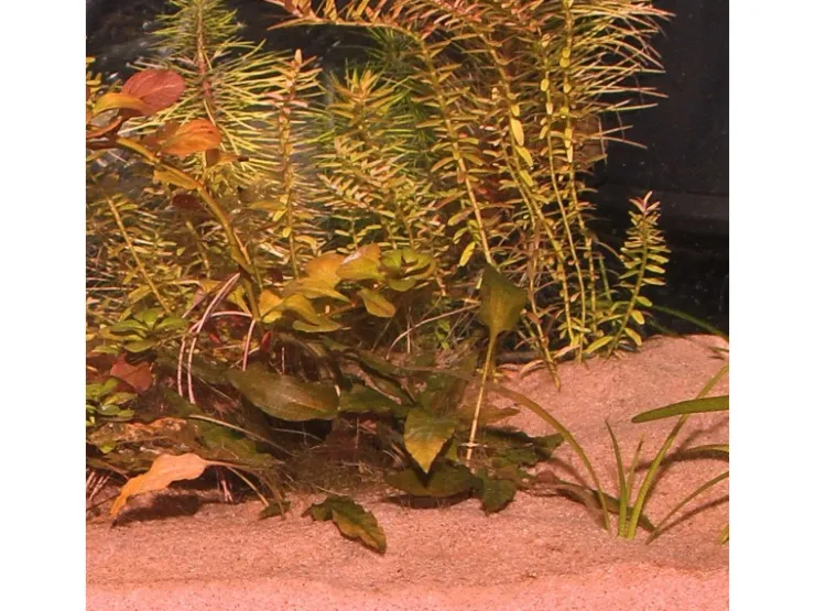 JBL Aquarium Bodengrund Sansibar Rot 5 kg* Terraristik