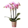 Kolibri Orchids Rosa Phalaenopsis Orchidee Mineral Rotterdam Topfgröße 9cm* Vasen