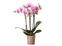 Kolibri Orchids Rosa Phalaenopsis Orchidee Mineral Rotterdam Topfgröße 9cm* Vasen