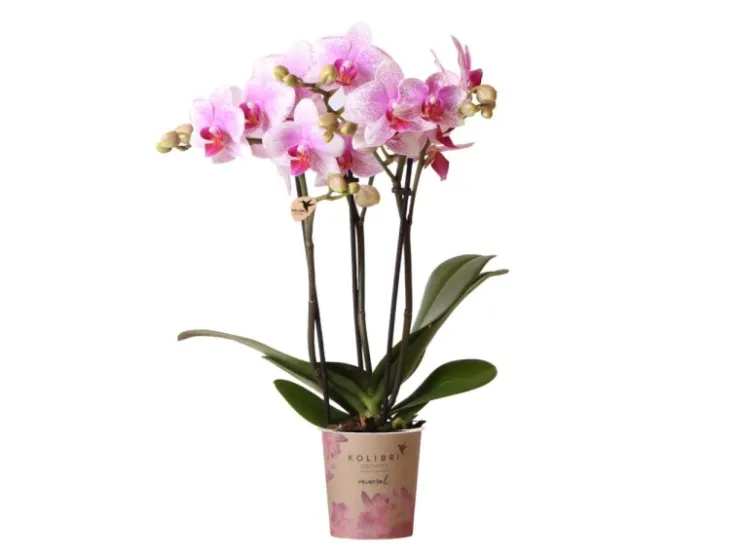 Kolibri Orchids Rosa Phalaenopsis Orchidee Mineral Rotterdam Topfgröße 9cm* Vasen