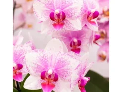 Kolibri Orchids Rosa Phalaenopsis Orchidee Mineral Rotterdam Topfgröße 9cm* Vasen