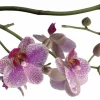 Komar Deko-Sticker Orchidee 100 cm x 70 cm* Wandtattoos