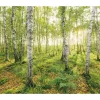Komar Fototapete Vlies Birch Trees 400 x 250 cm