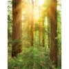 Komar Fototapete Vlies Redwood 200 x 260 cm