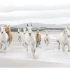 Komar Fototapete White Horses 368 cm x 254 cm FSC®