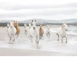 Komar Fototapete White Horses 368 cm x 254 cm FSC®