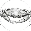 Komar Wandbild Crab White 50 x 70 cm