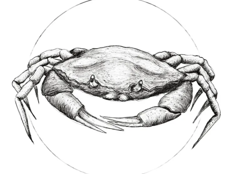 Komar Wandbild Crab White 50 x 70 cm