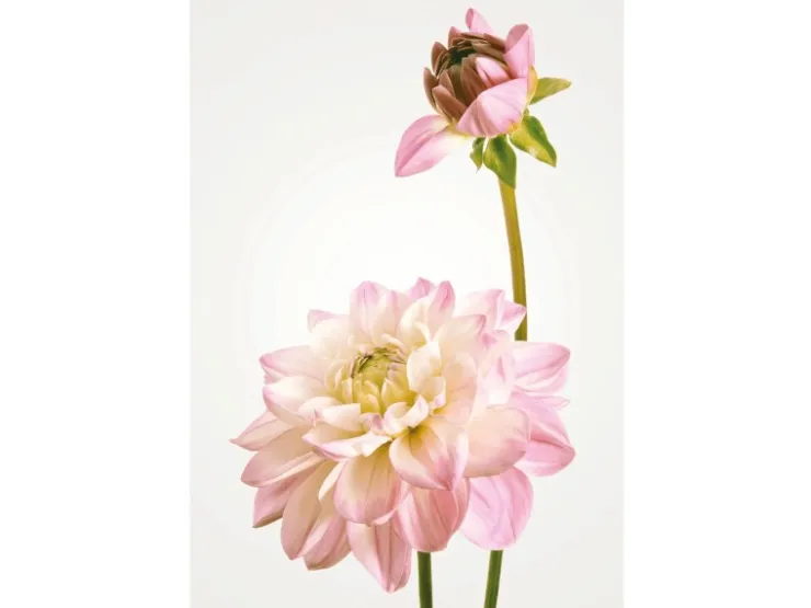 Komar Wandbild Dahlia 50 x 70 cm* Poster