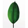 Komar Wandbild Ficus Leaf 40 x 50 cm* Bilder