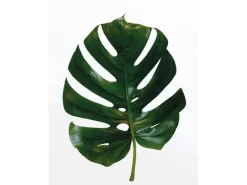 Komar Wandbild Monstera Leaf 40 x 50 cm* Bilder