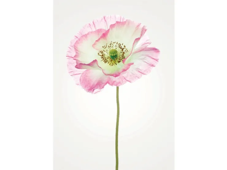 Komar Wandbild Poppy 50 x 70 cm* Bilder