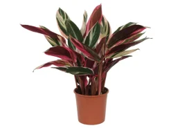 GROW by OBI Korbmarante "Triostar" Höhe ca. 50 - 55 cm Topf-Ø ca. 14 cm