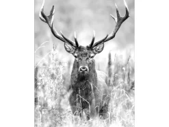 Pro Art Leinwandbild Basic Anonymus Grey Deer Head II 77 cm x 57 cm* Bilder
