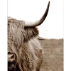 Pro Art Leinwandbild Basic Anonymus Scott. Highland Cattle ll 77 cm x 57 cm