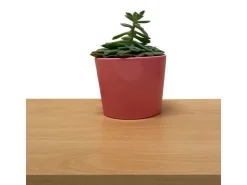 Möbelbauplatte 260 cm x 50 cm x 1,9 cm* Bücherregale
