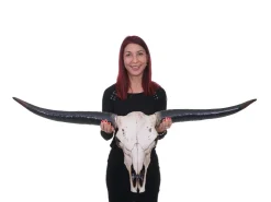 MCW Deko Schädel 132cm A14 Stier Naturfarben