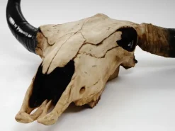 MCW Deko Schädel 45cm T454 Stier Naturfarben* Dekorative Figuren