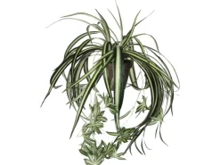 Mica Decorations Kunstpflanze Chlorophytum in Topf H 45 cm, Ø: 45 cm* Sideboards