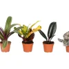 Mini Grünpflanze in Sorten Höhe ca. 10-15 cm Topf-Ø ca. 6 cm* Weitere Regale