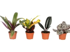 Mini Grünpflanze in Sorten Höhe ca. 10-15 cm Topf-Ø ca. 6 cm* Weitere Regale