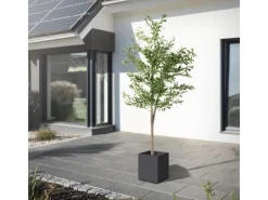 ML-Design Künstlicher Olivenbaum im Topf 210cm Groß mit Naturholzstamm* Kunstpflanzen