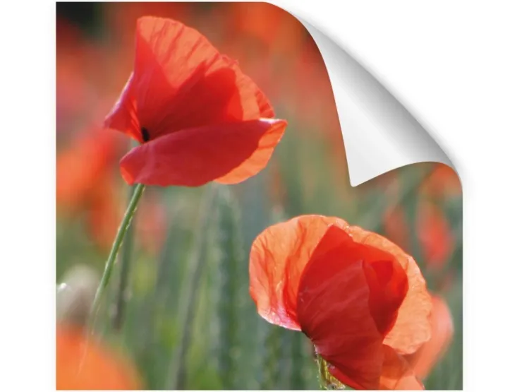 Myspotti Küchenrückwandfolie Mohn Selbstklebend 220 cm x 60 cm* Klebefolien