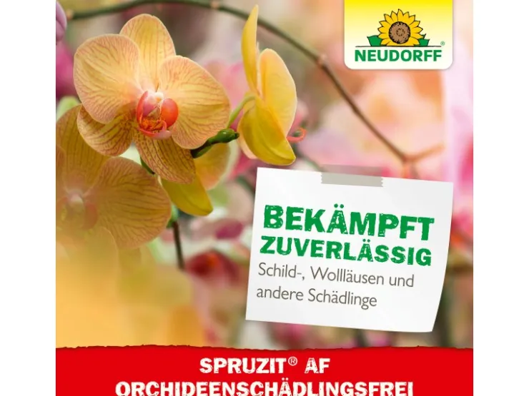 Neudorff Spruzit AF Orchideen Schädlingsfrei 250 ml* Insektenschutz