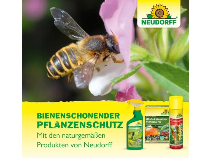 Neudorff Spruzit AF Orchideen Schädlingsfrei 250 ml* Insektenschutz