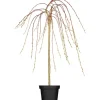 GROW by OBI OBI Hängende Kätzchenweide "Pendula" Gelb Höhe ca. 50-60 cm Topf ca. 3,5 l Salix* Weitere Regale