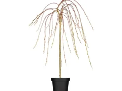 GROW by OBI OBI Hängende Kätzchenweide "Pendula" Gelb Höhe ca. 50-60 cm Topf ca. 3,5 l Salix* Weitere Regale