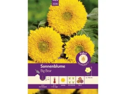 Pabst Keimkraft Sonnenblume Big Bear Saatgut* Vasen