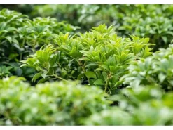 Pieris Japonica Bonfire Japanische Lavendelheide Rot 20–25 cm* Farbtester