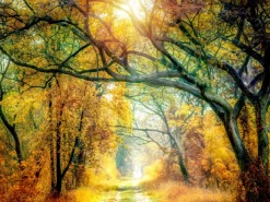 Pro Art Bild Canvas-Art Sunset In The Forest II 120 cm x 90 cm* Bilder