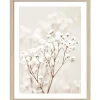 Pro Art Bild Framed Art Dried Fiber in the wind III 40 cm x 30 cm* Bilder