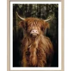 Pro Art Bild Framed Art Scottish Highland cattle VI 40 cm x 30 cm* Bilder
