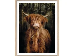 Pro Art Bild Framed Art Scottish Highland cattle VI 40 cm x 30 cm* Bilder