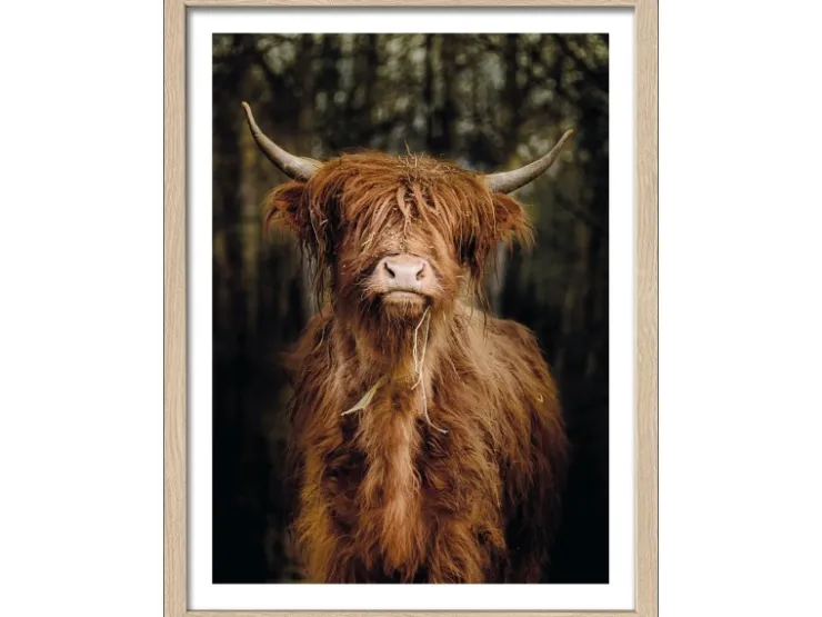 Pro Art Bild Framed Art Scottish Highland cattle VI 40 cm x 30 cm* Bilder