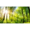 Pro Art Pro-Art Glasbild Towards the Sun 50 cm x 125 cm x 1,4 cm