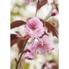 Prunus Serrulata Royal Burgundy Zierkirsche Dunkelrosa 60–100 cm* Farbtester